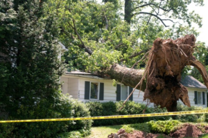 Emergency Tree Removal Services in Hollywood - Call 754-465-9710 24/7