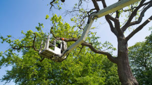 Tree Trimming Services in Hollywood, Florida - 754-465-9710