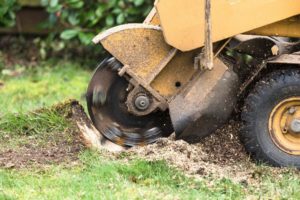 Stump Grinding and Stump Removal in Hollywood - Hollywood Stump Grinding